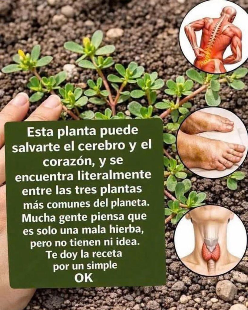 La imagen actual no tiene texto alternativo. El nombre del archivo es: 802811980_28504853152516267_8396411126843515882_n.jpg
