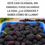 La imagen actual no tiene texto alternativo. El nombre del archivo es: 866902291_1660693138855169_5204741123066484273_n.webp